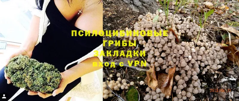 Галлюциногенные грибы Psilocybine cubensis  MEGA онион  Братск 